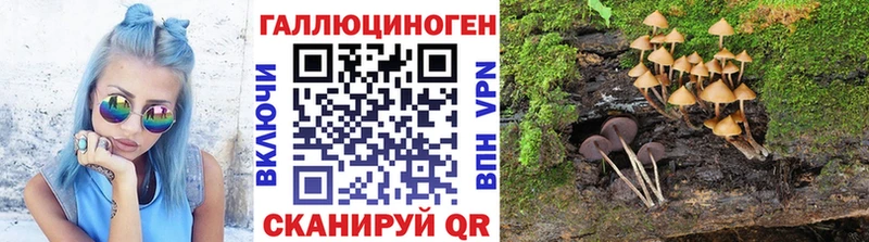 где можно купить   Никольское  Псилоцибиновые грибы мицелий 